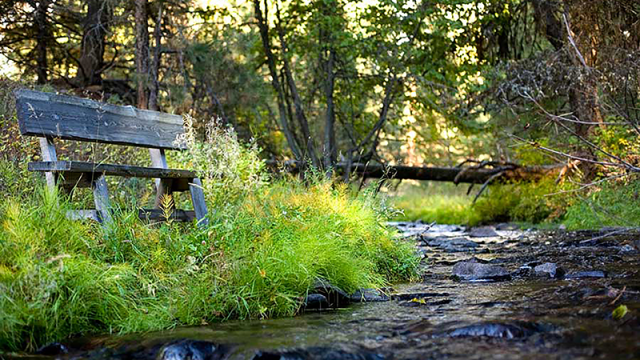 creekside-creek